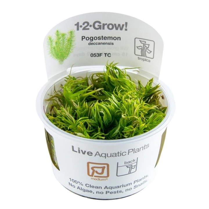 Tropica Pogostemon deccanensis 1-2-GROW x 3